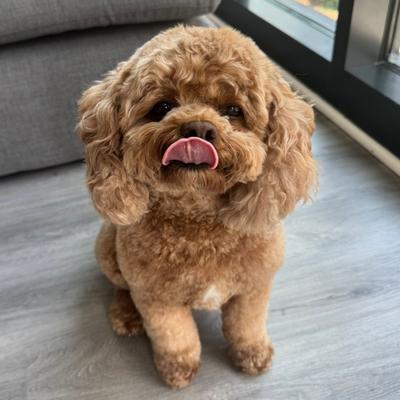 Portrait of creator cavapoochloe