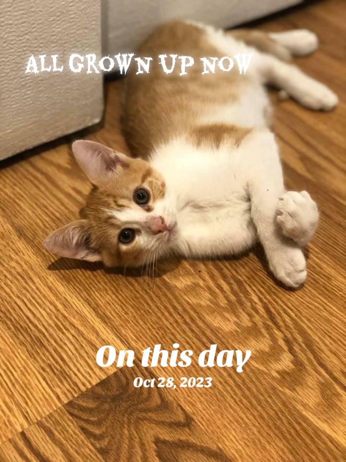 Post by lipstickismylovelanguage