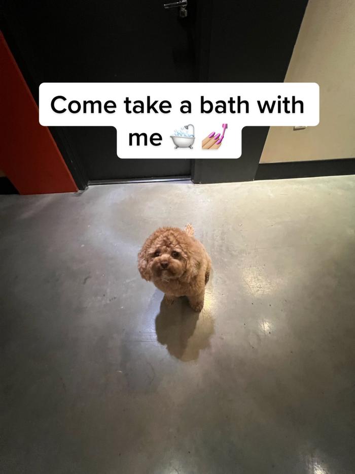 Post by cavapoochloe