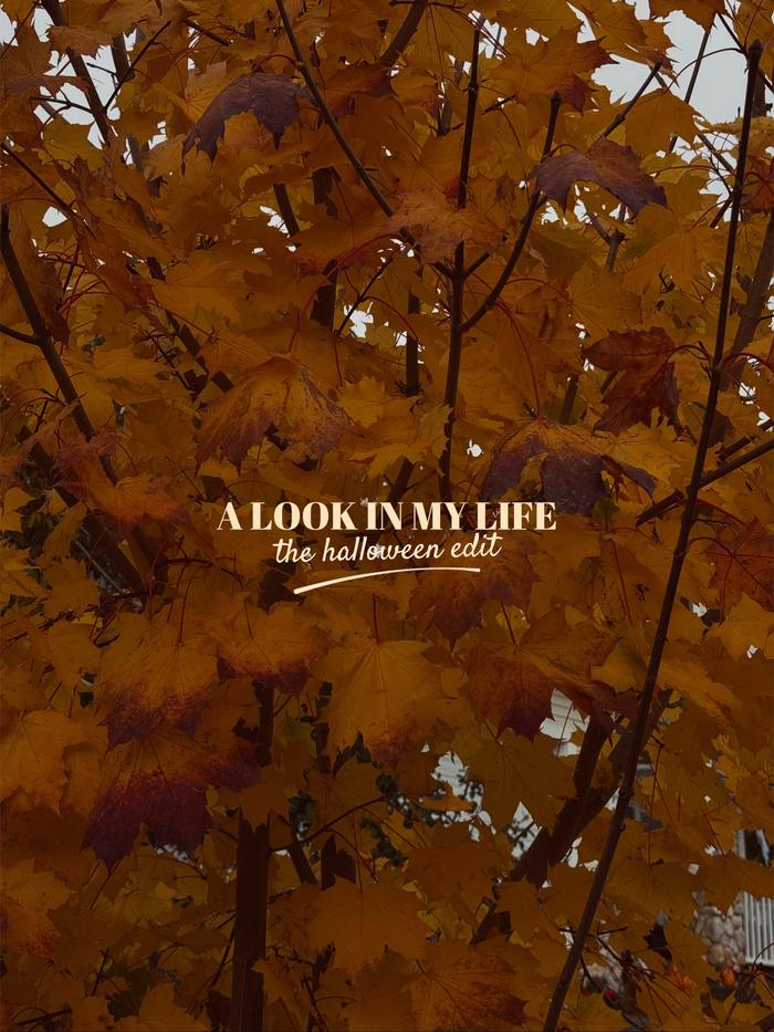 Post by sophialovesadonis