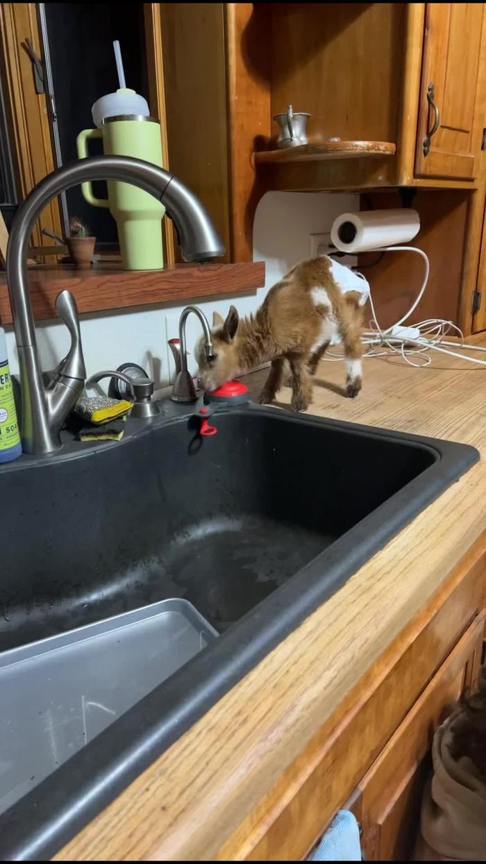 Post by judyonthefarm