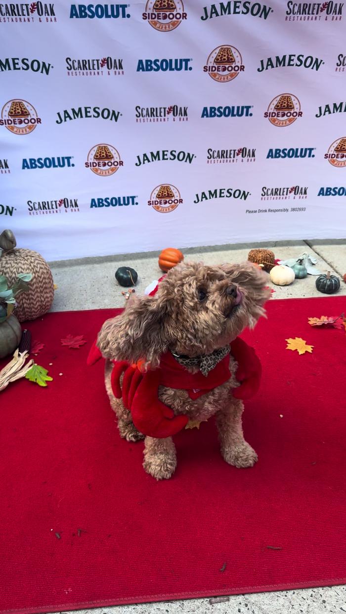 Post by cavapoochloe